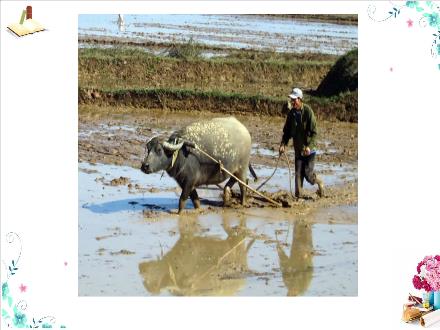 Bài giảng Tự nhiên và Xã hội 3 (Kết nối tri thức) - Bài 9: Hoạt động sản xuất nông nghiệp (Tiết 2) - Năm học 2024-2025