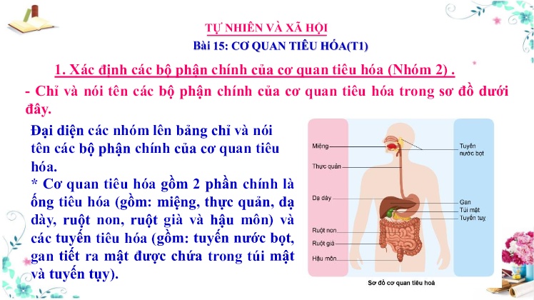 Bài giảng Tự nhiên và xã hội 3 - Tuần 22 - Bài 15: Cơ quan tiêu hóa (Tiết 1)