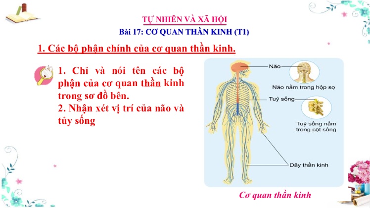 Bài giảng Tự nhiên và xã hội 3 - Tuần 25 - Bài 17: Cơ quan thần kinh (Tiết 1)